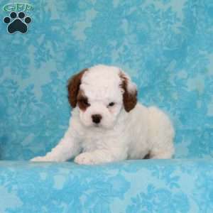 Choco Chip, Cavapoo Puppy